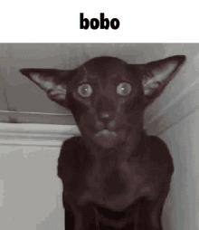 Bobo Cat GIF