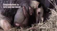 congratulations to terra and dad gonzo written on a picture of a baby aardvark