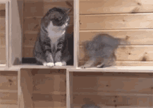 Funny Animals Cats GIF - Funny Animals Cats GIFs