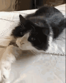 Determined Kitty GIF - Determined Kitty Bad GIFs
