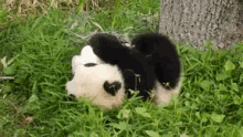 Panda Rolling GIF