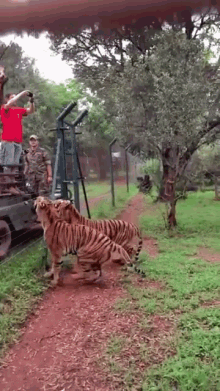 Tiger Jumps For Meat GIF
