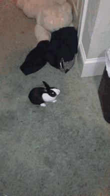 rabbit funny