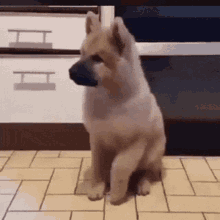 Excited Animal GIFs | Tenor