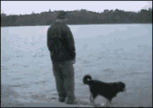 Dog Lake GIF