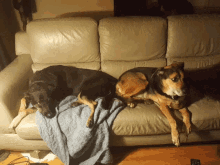 Libby And Gemma Chill GIF - Libby And Gemma Chill Dogs GIFs