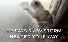 Snowing Winter GIF - Snowing Winter Cat GIFs