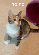 a cat is sitting on a carpet next to a purple tunnel that says no no