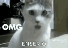 Funny Animals Cat GIF - Funny Animals Cat Shocked GIFs