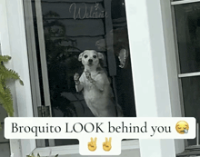 a dog standing on its hind legs in front of a door that says welcome