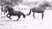 Horse Gallop GIF - Horse Gallop Running GIFs
