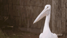 Look National Geographic GIF - Look National Geographic Secrets Of The Zoo Down GIFs