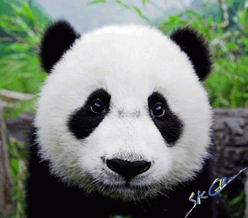 face painting panda