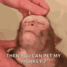 relax monkey pet