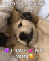 Puppies Silly Puppy GIF - Puppies Silly Puppy Cute Puppy GIFs