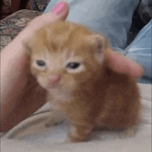 a small orange kitten is being held by a person .