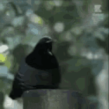 a black bird is perched on top of a metal object with the letter k in the corner
