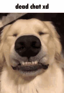 Dead Chat Dog GIF - Dead Chat Dog GIFs