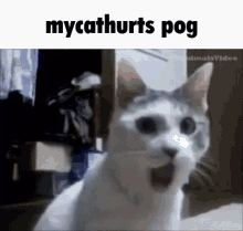 Mycathurts GIF