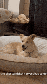My Dog Chesternickel GIF - My Dog Chesternickel Gncanionic GIFs