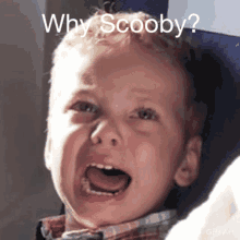 Why Scooby GIF - Why Scooby GIFs