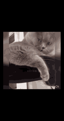 Flex Cat GIF - Flex Cat Kitty GIFs
