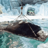 a polar bear is being lifted out of the water by a rope with the word joma on it
