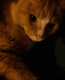 Cat Sleep GIF - Cat Sleep GIFs