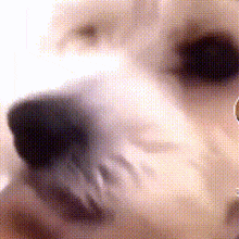 Dog Lick GIF - Dog Lick Funny GIFs