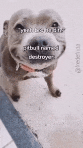 Yeah Bro He Bite Pitbull Dog GIF - Yeah Bro He Bite Pitbull Dog GIFs