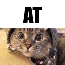 a cat wearing a knitted hat is looking at the camera with the word at above it