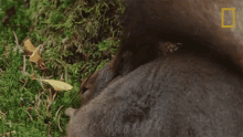 Planting Nuts Wild Nordic GIF - Planting Nuts Wild Nordic Hiding The Food GIFs
