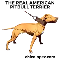a poster for the real american pit bull terrier shows the measurements of the dog