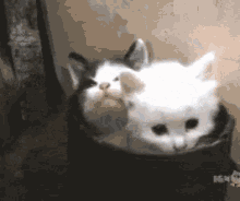 Kitten Vase GIF - Kitten Vase Yawn GIFs