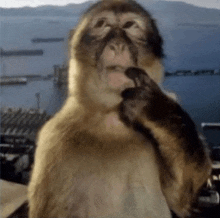 a monkey is standing in front of a body of water with mountains in the background