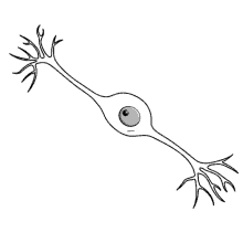 neuron bipolar bipolarneuron cute science