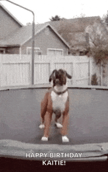 a boxer dog is jumping on a trampoline and saying `` happy birthday kaitie '' .