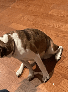 Pug Stretch GIF - Pug Stretch Yawn GIFs