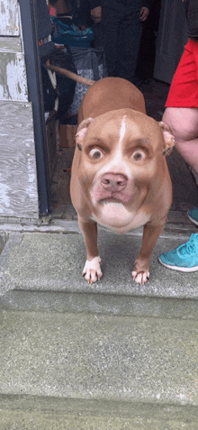 a brown dog with a surprised look on his face