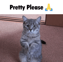 Please Pretty Please GIF - Please Pretty Please Cat GIFs