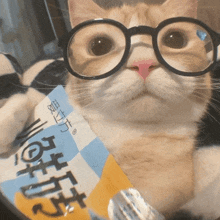 a cat wearing glasses and holding a bag of food