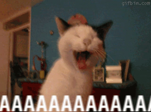 Aaaa Cat GIF - Aaaa Cat Shout GIFs