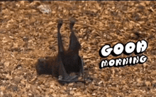 Good Morning Bat GIF - Good Morning Bat Tired GIFs