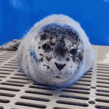 Look Away Marine Mammal Rescue GIF - Look Away Marine Mammal Rescue Baby Seal GIFs