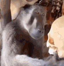 обезьянасмотритначереп GIF - обезьянасмотритначереп череп GIFs