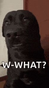 a black dog is making a funny face with the words `` w-what ? '' written on it .