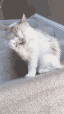 Pet Cat GIF - Pet Cat Izzy GIFs