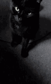 Black Cat Kunt GIF - Black Cat Kunt Animated GIFs