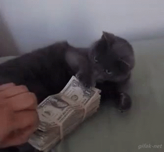 Kitten with money.