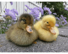 Only Ducks Ducks GIF - Only Ducks Ducks Nice GIFs